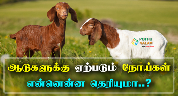 Goat Diseases and Treatment in Tamil