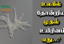 What was the First Living Organism in Tamil 