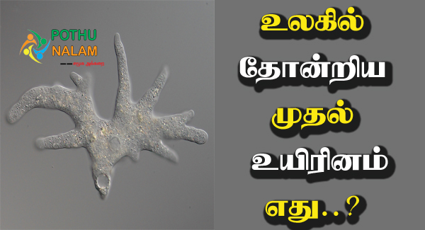 What was the First Living Organism in Tamil 