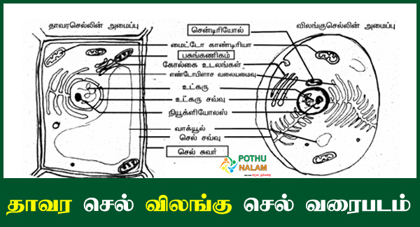 Thavara Cell Image in Tamil
