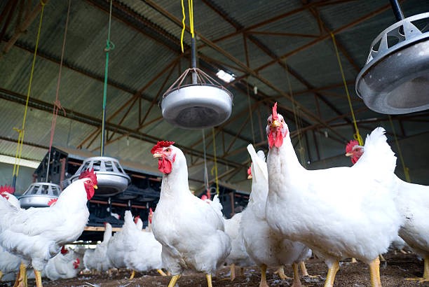  Poultry Farming Enterprise