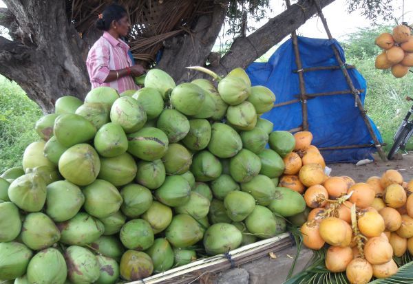 Tender Coconut Business Idea in Tamil