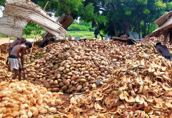 Wholesale Coconut Market in Tamil