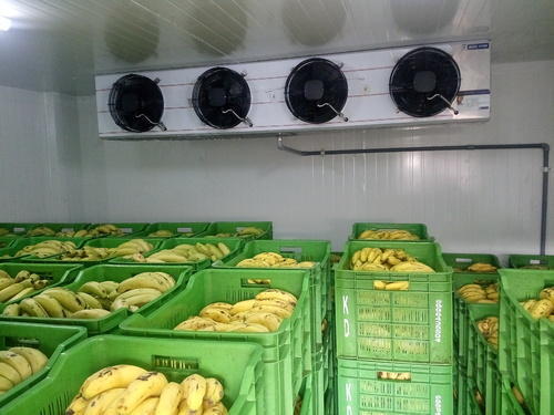 Banana cold storage room