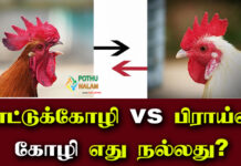Country Chicken vs Broiler Chicken Which is Better in Tamil