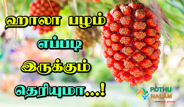 hala fruit in tamil
