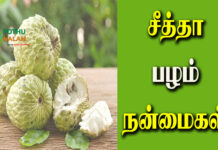 seetha palam benefits in tamil