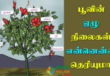 seven stages of flower in tamil
