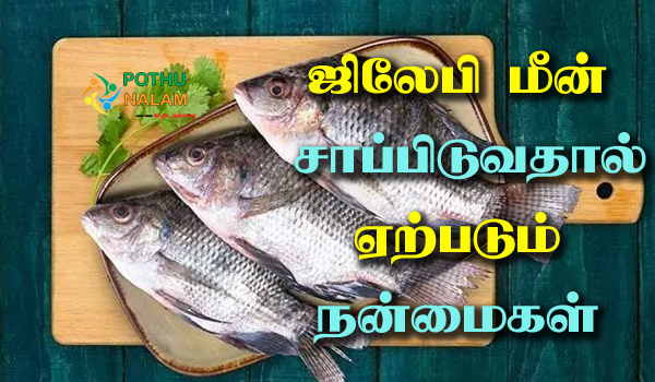 tilapia fish in tamil