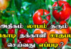 tomato cultivation in tamil