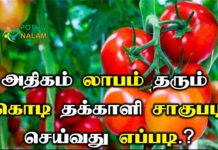 tomato cultivation in tamil