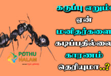 black ant details in tamil