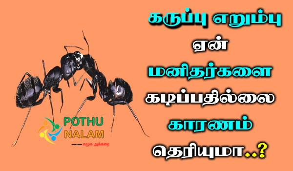 black ant details in tamil