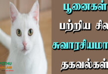 cat information in tamil