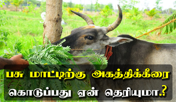 giving agathi keerai to cow in tamil