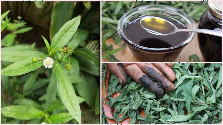 how to make karisalankanni oil for hair in tamil