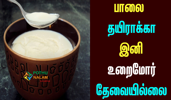 how to prepare curd in tamil