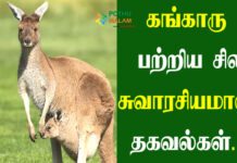 information about kangaroo in tamil