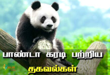 information about panda in tamil
