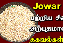 jowar meaning in tamil