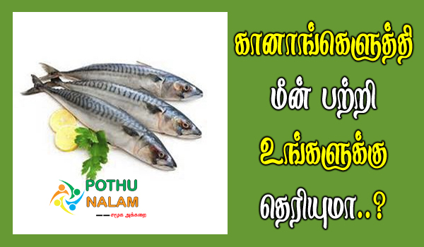 Mackerel Fish in Tamil..!