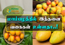 varieties of mango in tamil