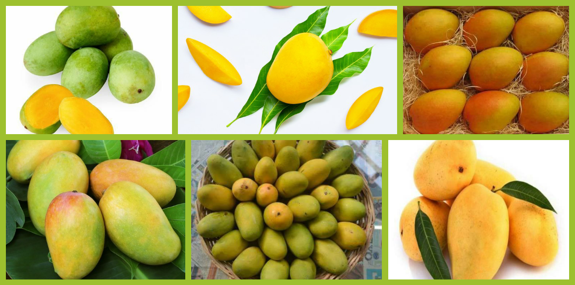 varieties of mango in tamil