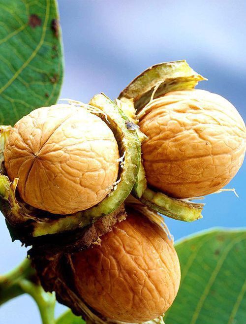  walnut theemaigal in tamil