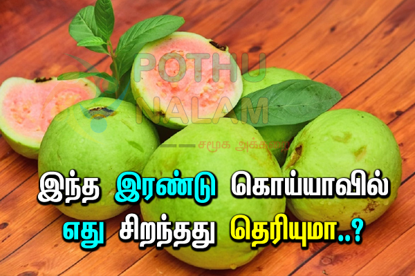 which is better pink or white guava in tamil