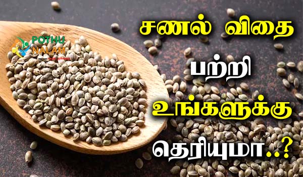 Hemp Seeds in Tamil