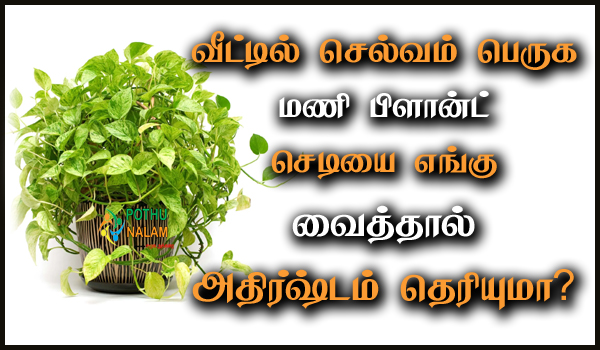 Money Plant Vastu in Tamil