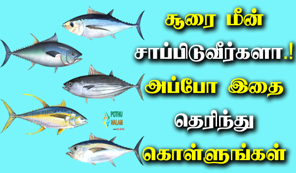 Tuna fish benefits in tamil