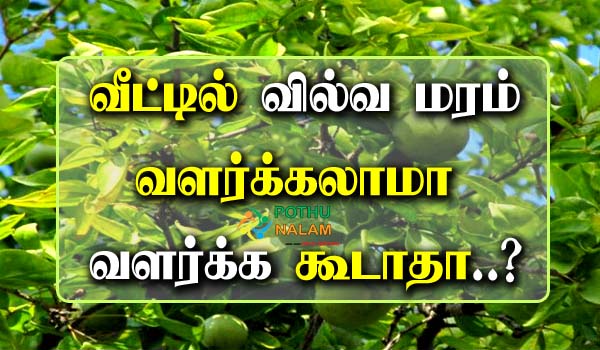 Vilvam Tree At Home in Tamil