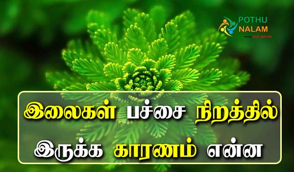 Why Leaf Is Green Colour in Tamil