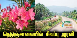 Why are Sevvarali Plants Planted Along the Highways in Tamil