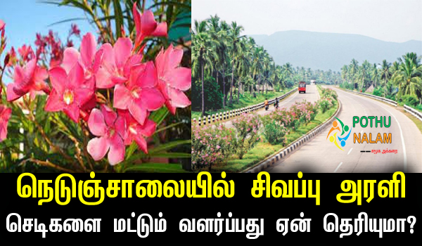 Why are Sevvarali Plants Planted Along the Highways in Tamil