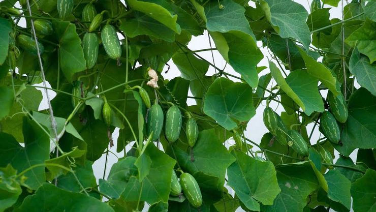  appakovai plant uses in tamil