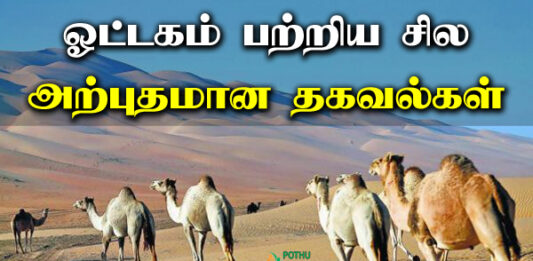 camel information in tamil