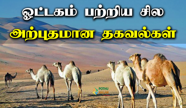 camel information in tamil