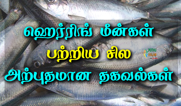herring fish in tamil