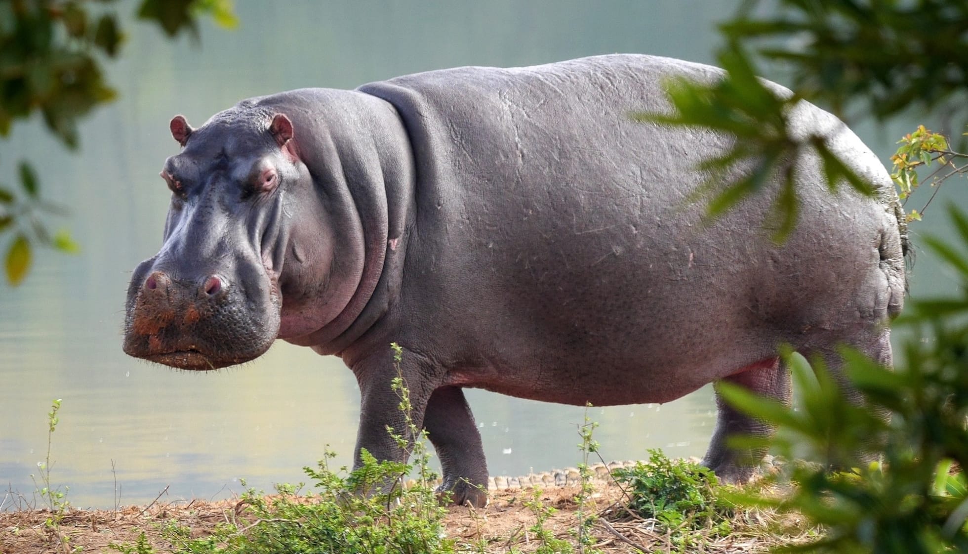 hippopotamus images