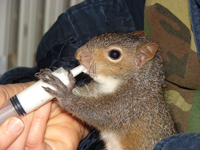  how to feed a baby squirrel in tamil