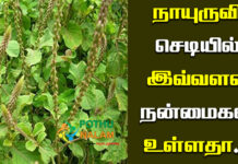 nayuruvi plant benifits in tamil