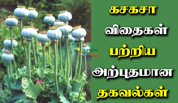 poppy seeds in tamil