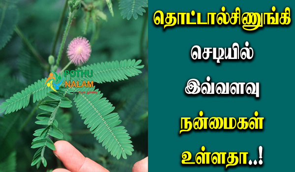 thotta chinungi plant benefits in tamil