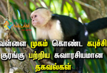 white-faced capuchin monkey information in tamil