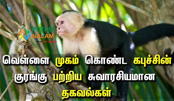 white-faced capuchin monkey information in tamil