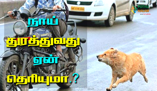 why do dogs chase cars and bikes in tamil