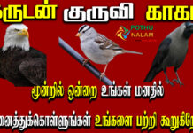3 birds personality test in tamil