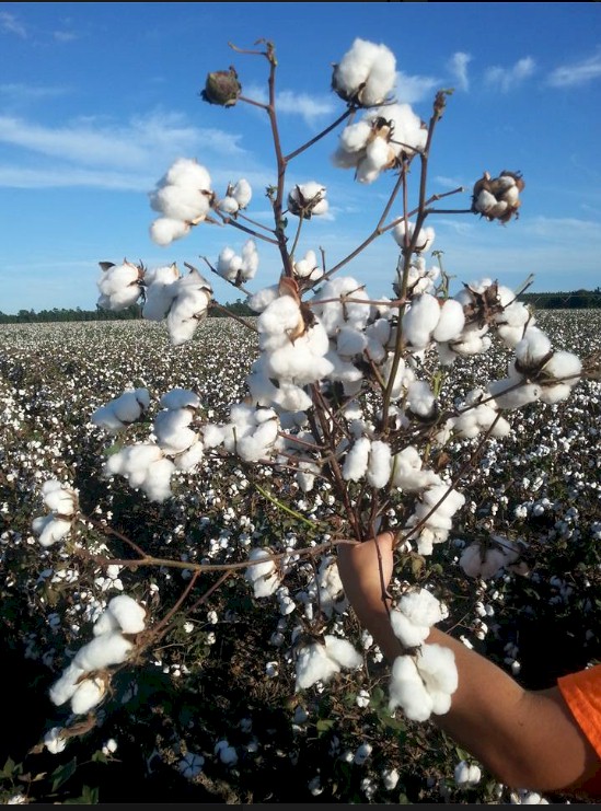 Crop Protection Cotton